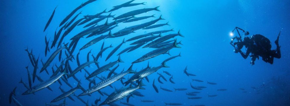 Barracudas - fascinating ease of swimming