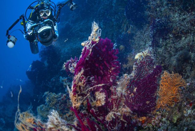 Gorgonias - the foundation of underwater life