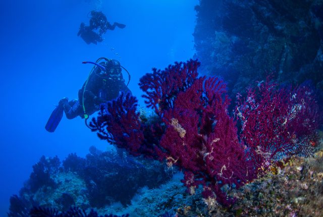 A magnificent dive near the island of Vis with soft corals